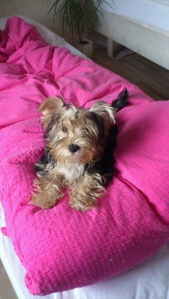 Yorkshire terrier Perle billede 13
