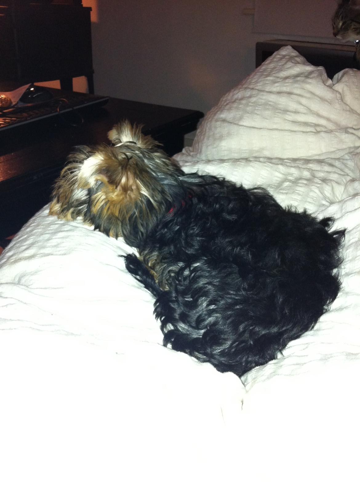 Yorkshire terrier Perle billede 14