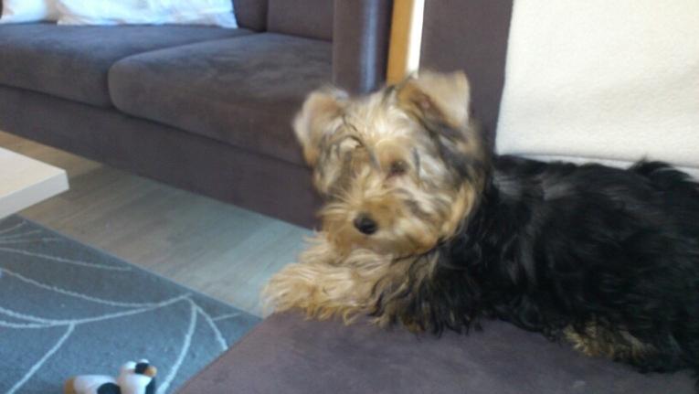 Yorkshire terrier Perle billede 15