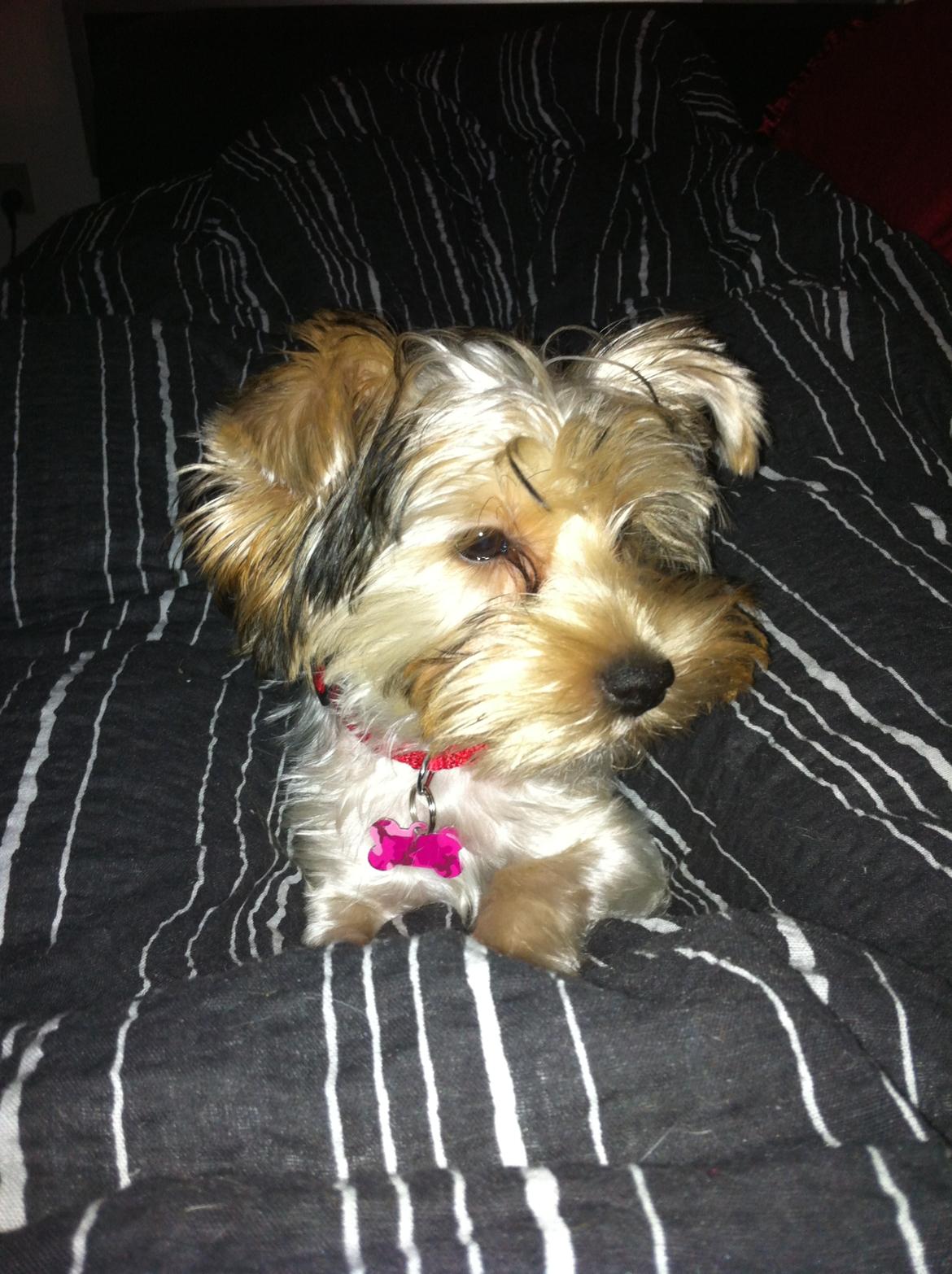 Yorkshire terrier Perle billede 16