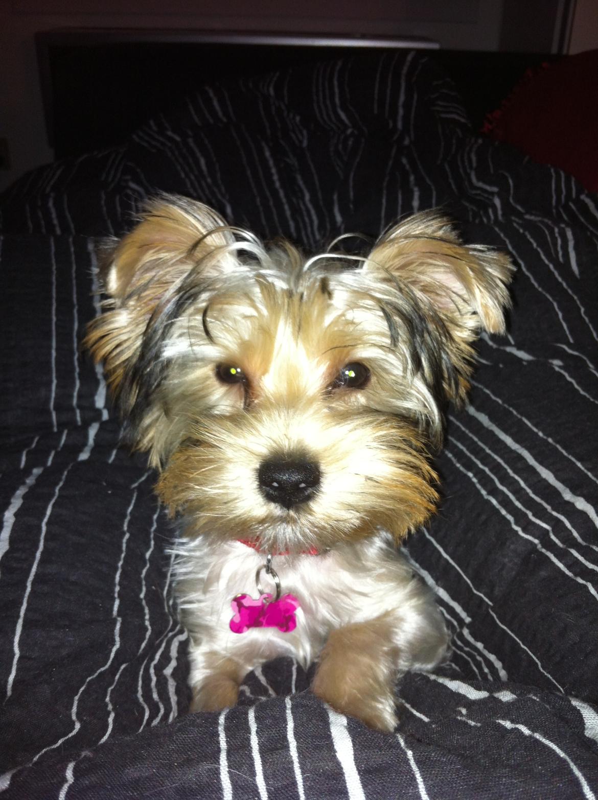 Yorkshire terrier Perle billede 17