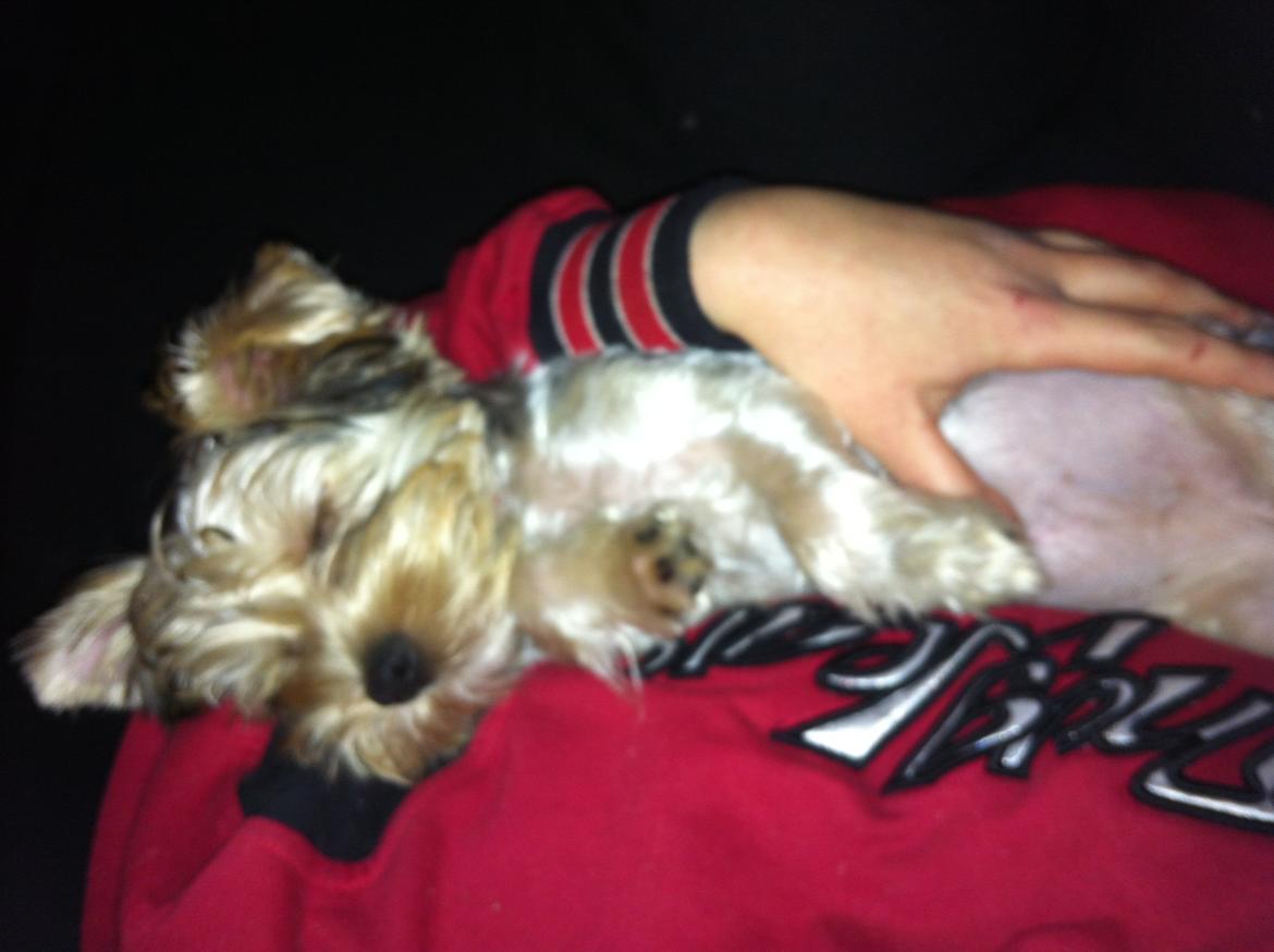 Yorkshire terrier Perle billede 18