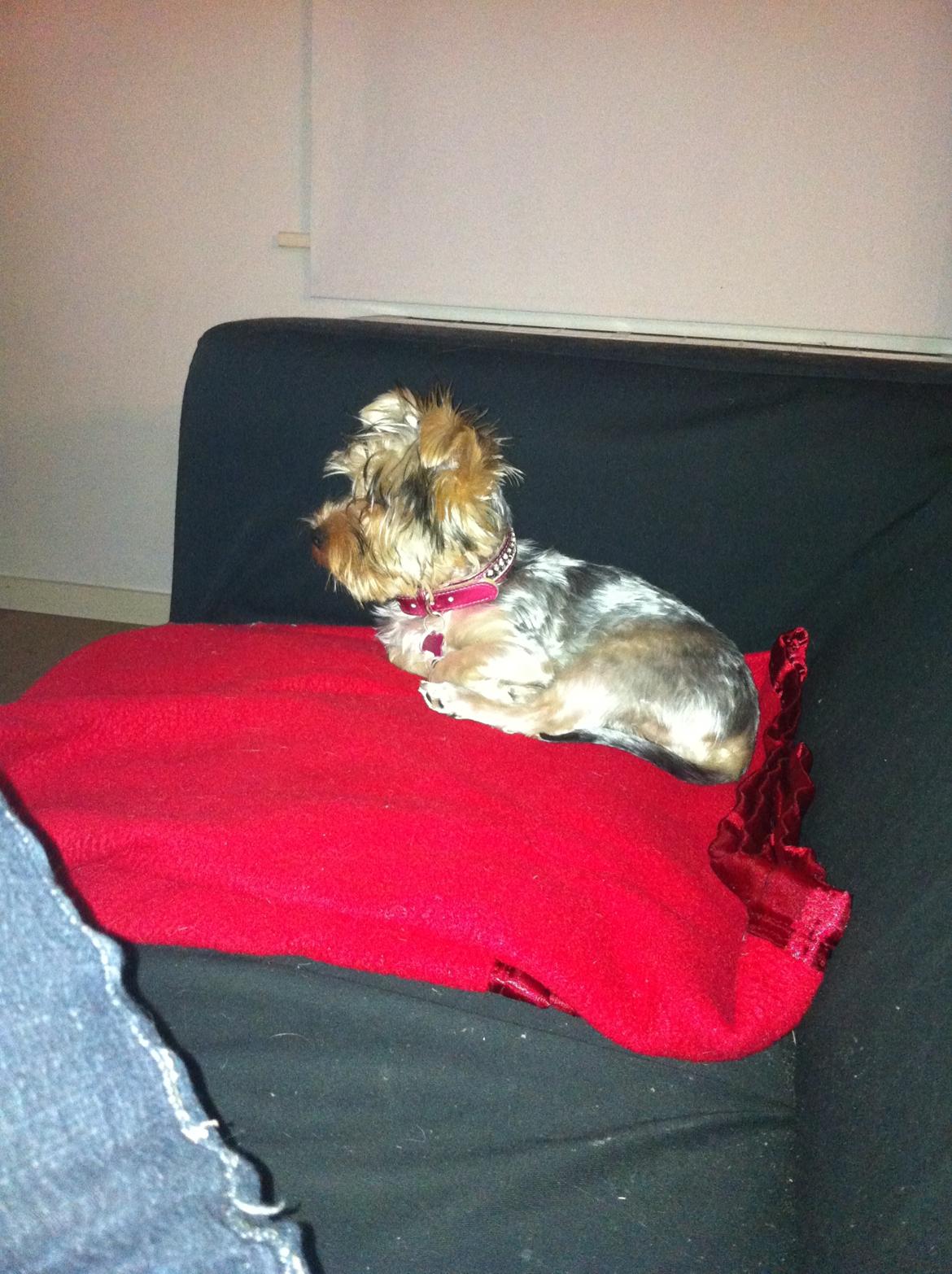 Yorkshire terrier Perle billede 19