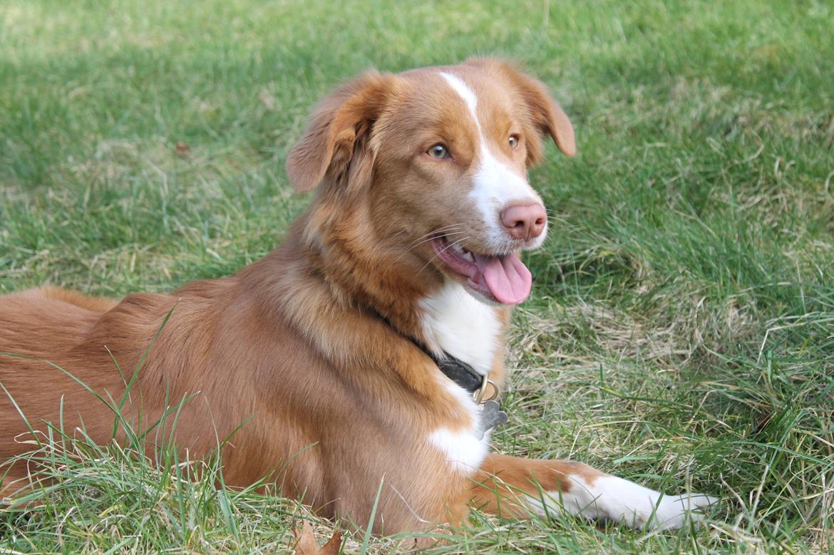 Nova scotia duck tolling retriever Saga billede 10