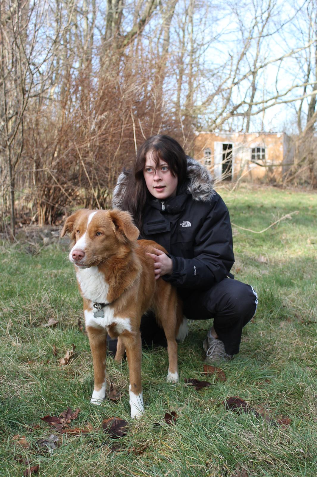 Nova scotia duck tolling retriever Saga - Ta den så ;) billede 8