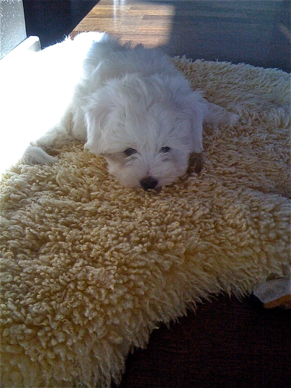 Coton de tulear Chili billede 11
