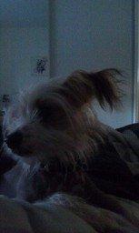 Chinese crested hårløs Mille - Godmogen mor såååå skal vi opp:) billede 2