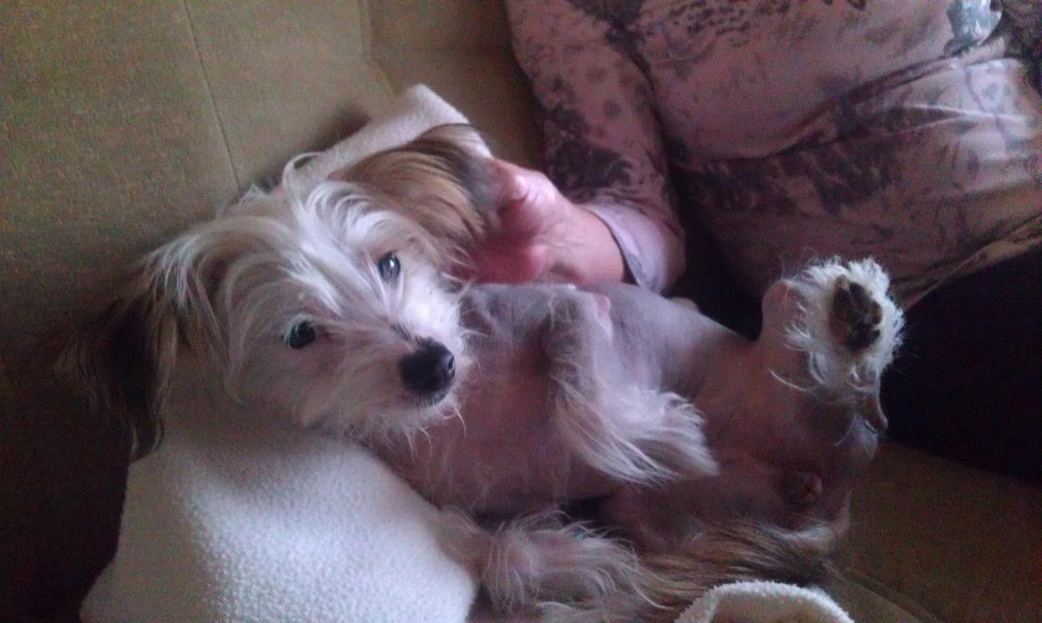 Chinese crested hårløs Mille - Så dejlig:) billede 1