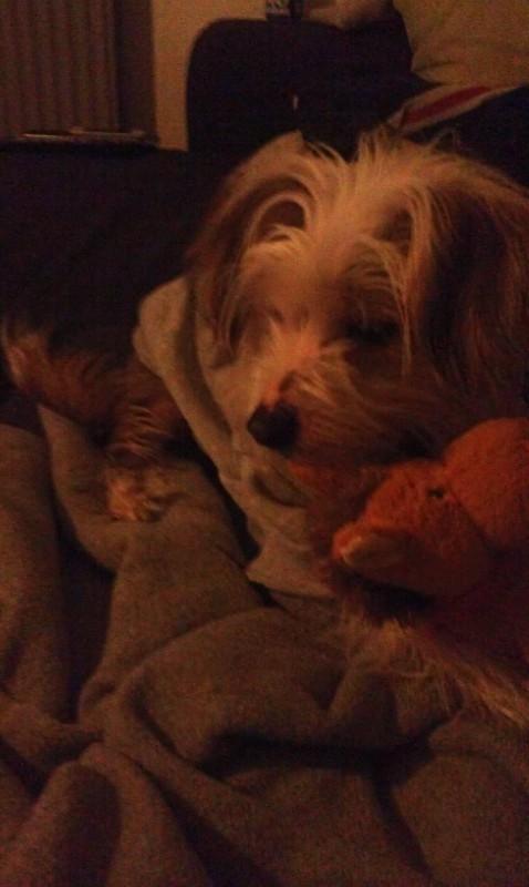 Chinese crested hårløs Mille billede 3