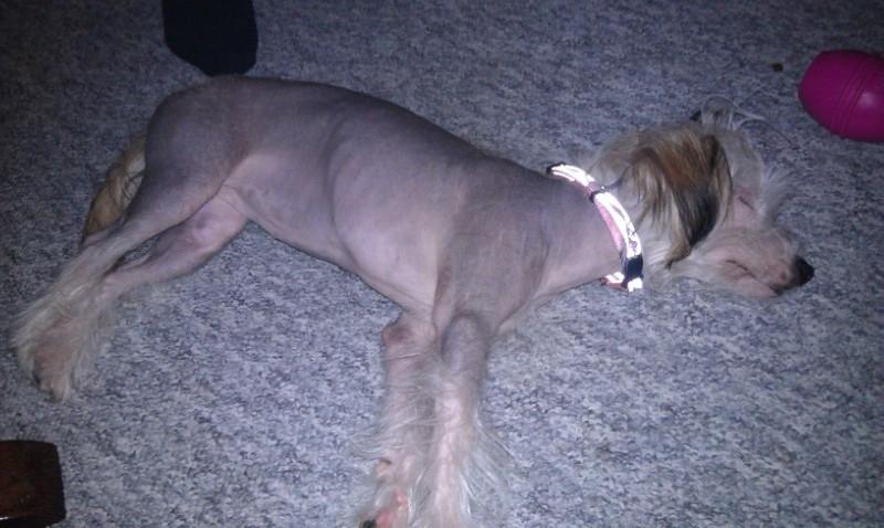 Chinese crested hårløs Mille - sådan så vi ud da vi flyttede ind... Lidt tynd. billede 4