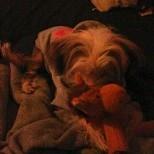 Chinese crested hårløs Mille billede 5