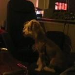 Chinese crested hårløs Mille billede 6