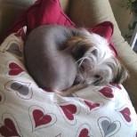 Chinese crested hårløs Mille - prinsessen på ærten hvor??? billede 7