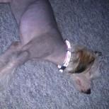 Chinese crested hårløs Mille billede 8