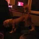 Chinese crested hårløs Mille billede 9