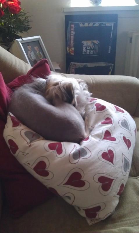 Chinese crested hårløs Mille billede 10