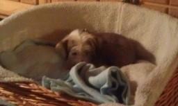 Chinese crested hårløs Mille billede 11