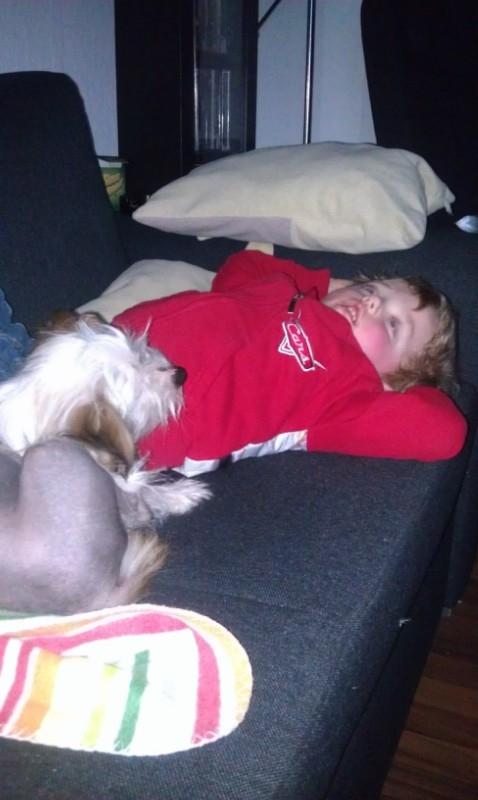 Chinese crested hårløs Mille - Jubii nogle sover på sofaen, må være med:) billede 12