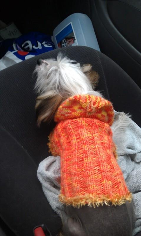 Chinese crested hårløs Mille billede 14