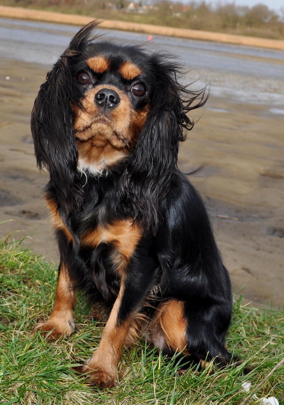 Cavalier king charles spaniel Mademoiselle Soleil Noir billede 15