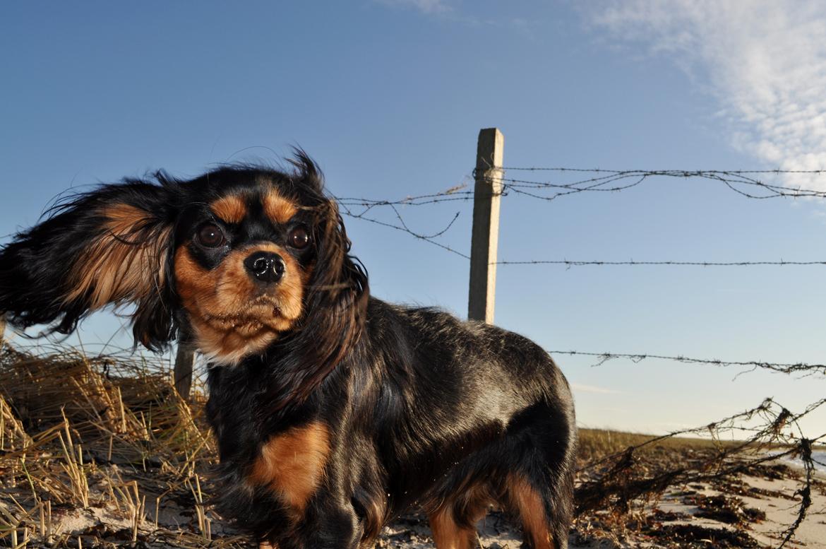 Cavalier king charles spaniel Mademoiselle Soleil Noir billede 16