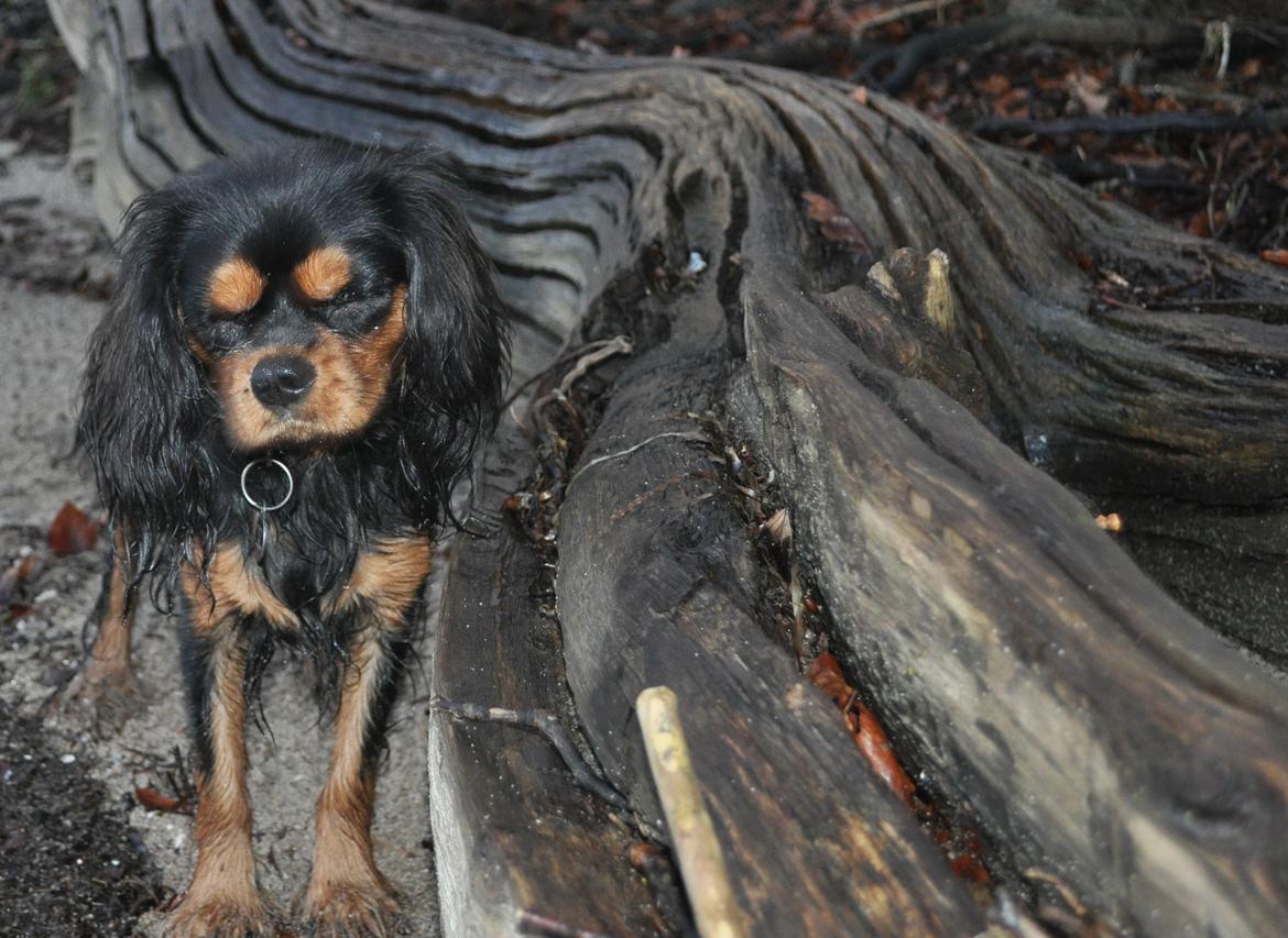 Cavalier king charles spaniel Mademoiselle Soleil Noir billede 17