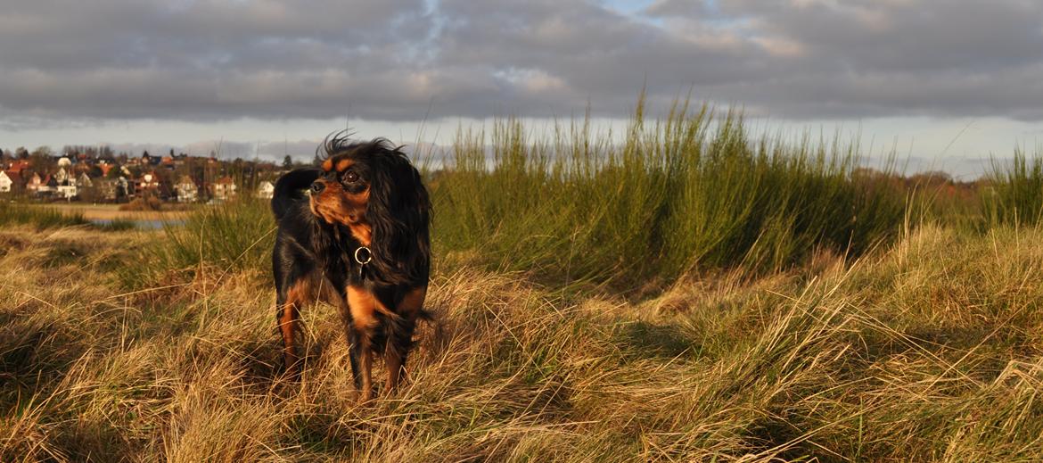 Cavalier king charles spaniel Mademoiselle Soleil Noir billede 18