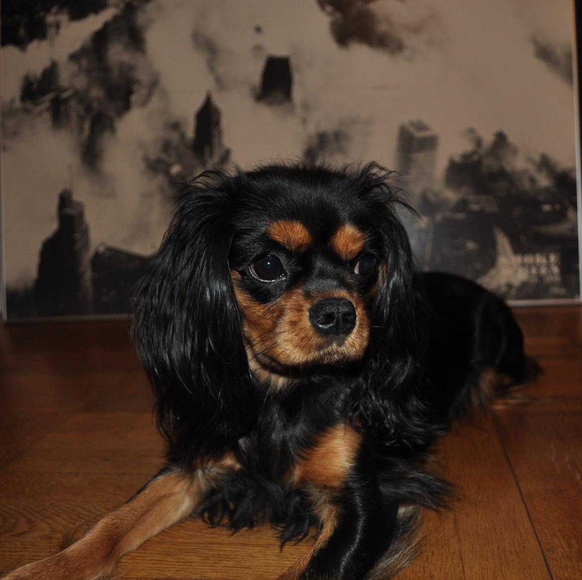 Cavalier king charles spaniel Mademoiselle Soleil Noir billede 19