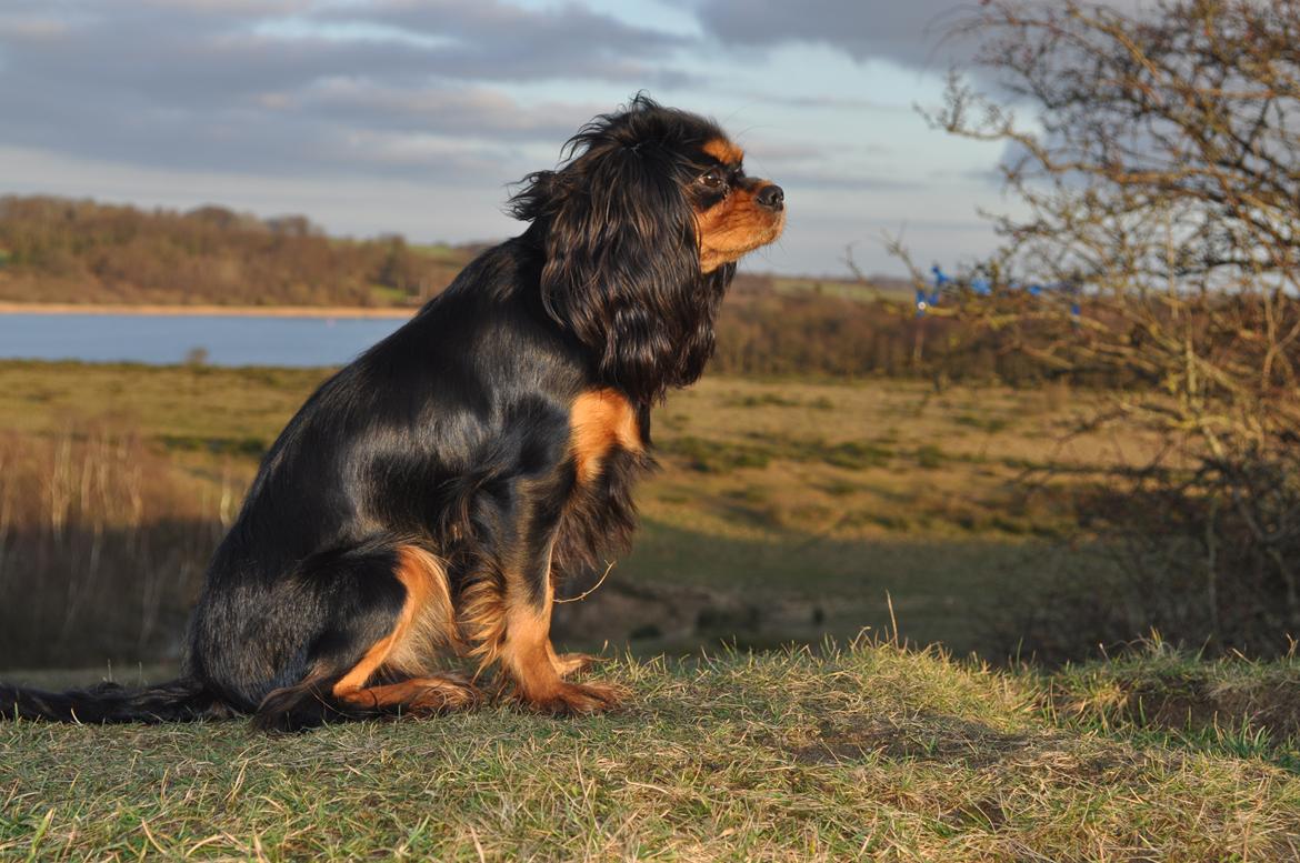 Cavalier king charles spaniel Mademoiselle Soleil Noir billede 20