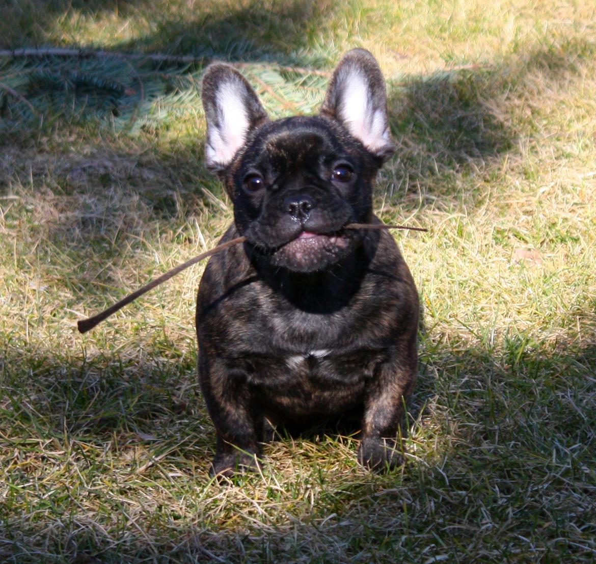 Fransk bulldog Kvistgaardens Little Miss Micha  - 4 mdr. billede 10