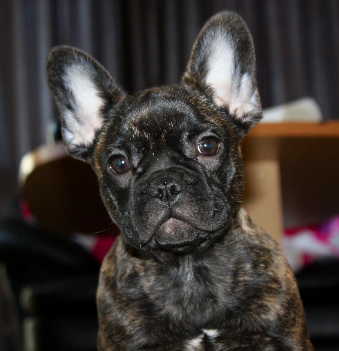 Fransk bulldog Kvistgaardens Little Miss Micha  - 4 mdr. billede 12