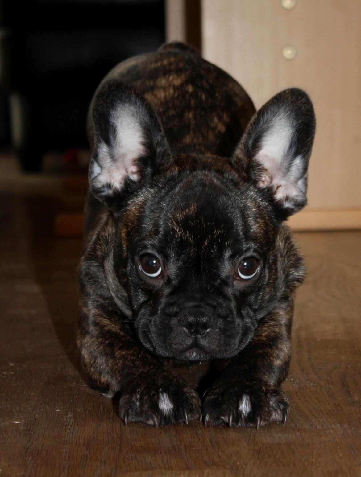 Fransk bulldog Kvistgaardens Little Miss Micha  - 4 mdr. billede 13
