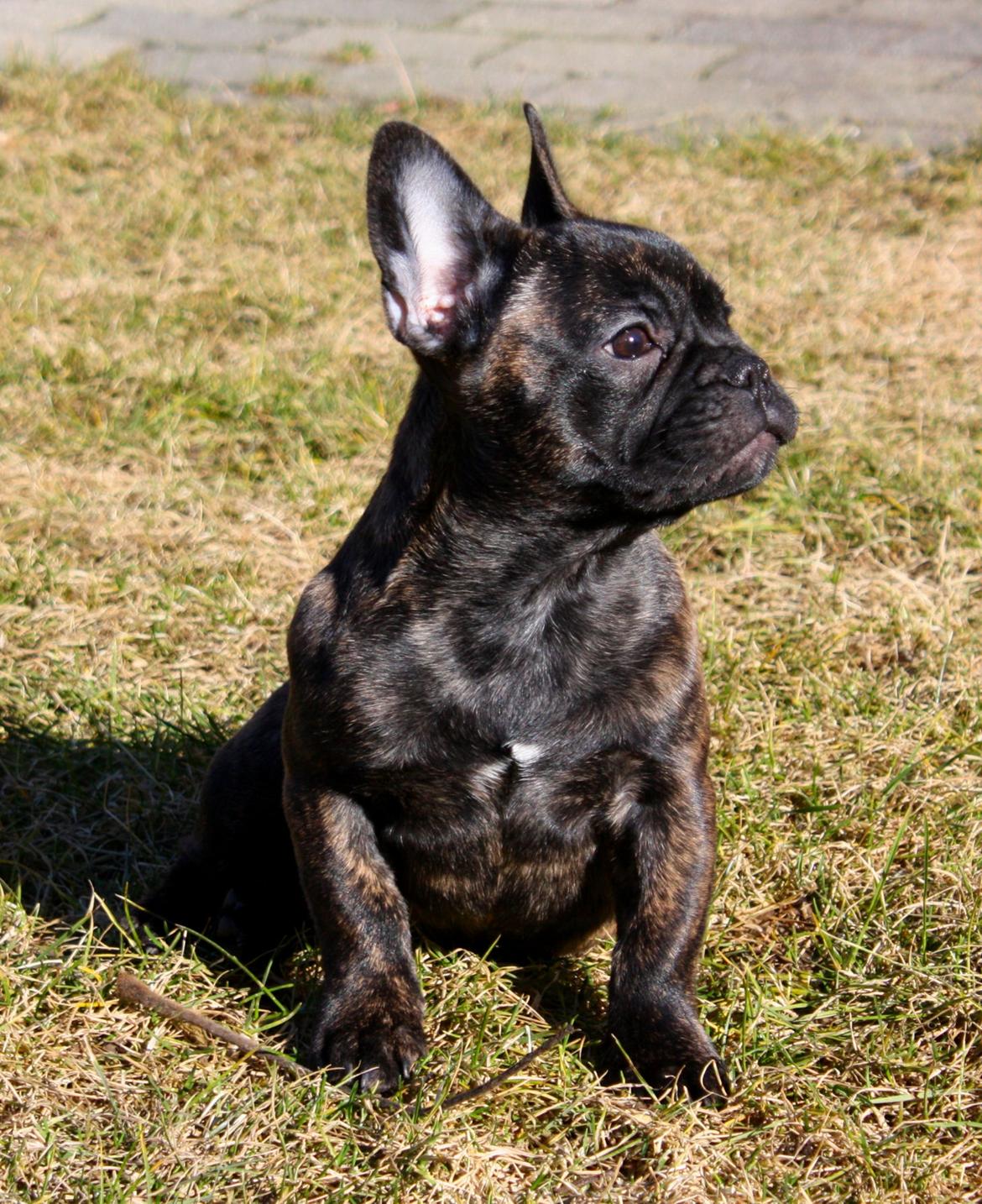 Fransk bulldog Kvistgaardens Little Miss Micha  - 4 mdr. billede 14