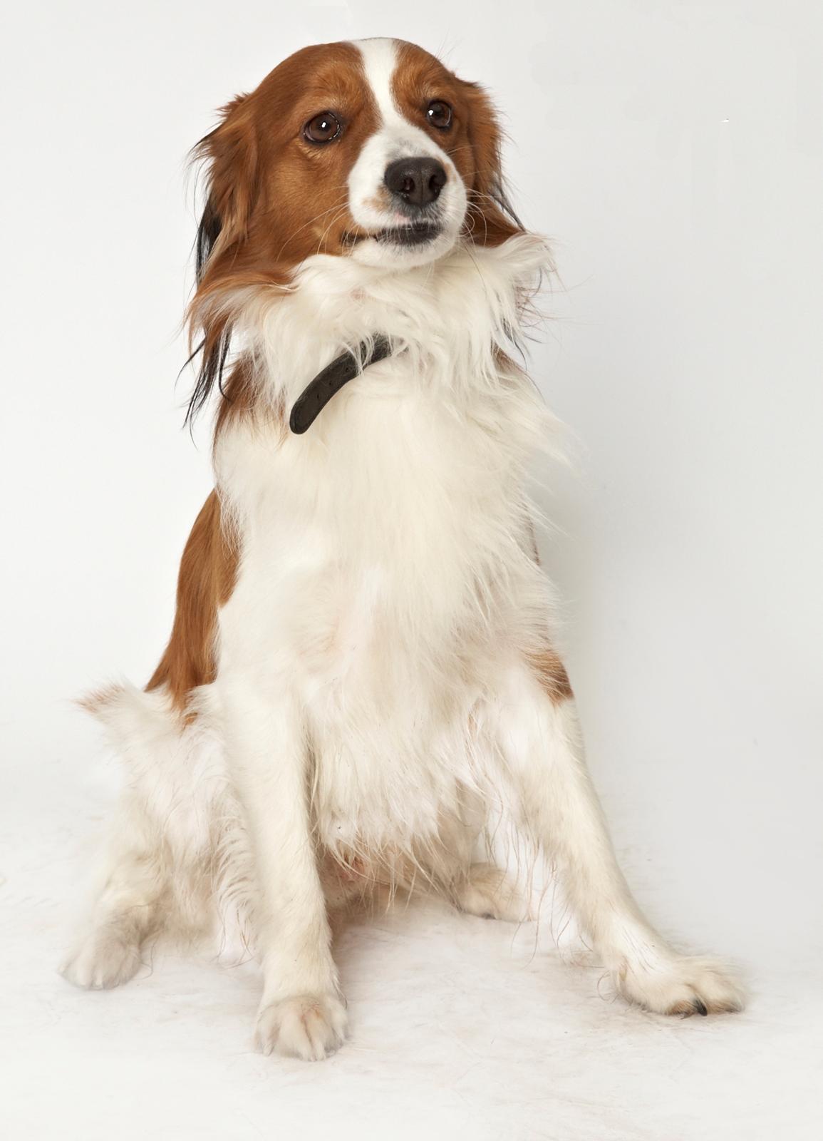 Kooikerhondje Ricko billede 16