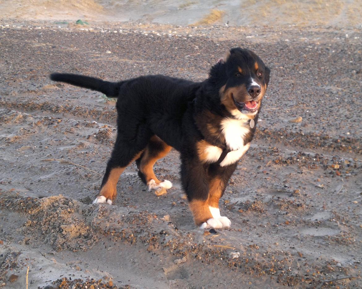 Berner sennenhund Bernerflokken Basil - Basil 4 måneder gammel ved Vesterhavet... i strid modvind. :-) billede 11