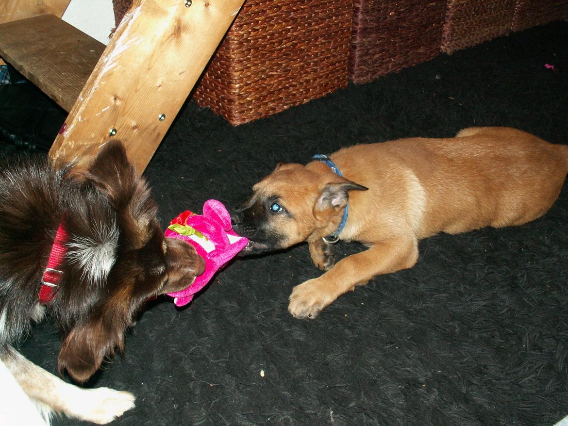 Malinois Dalton billede 6