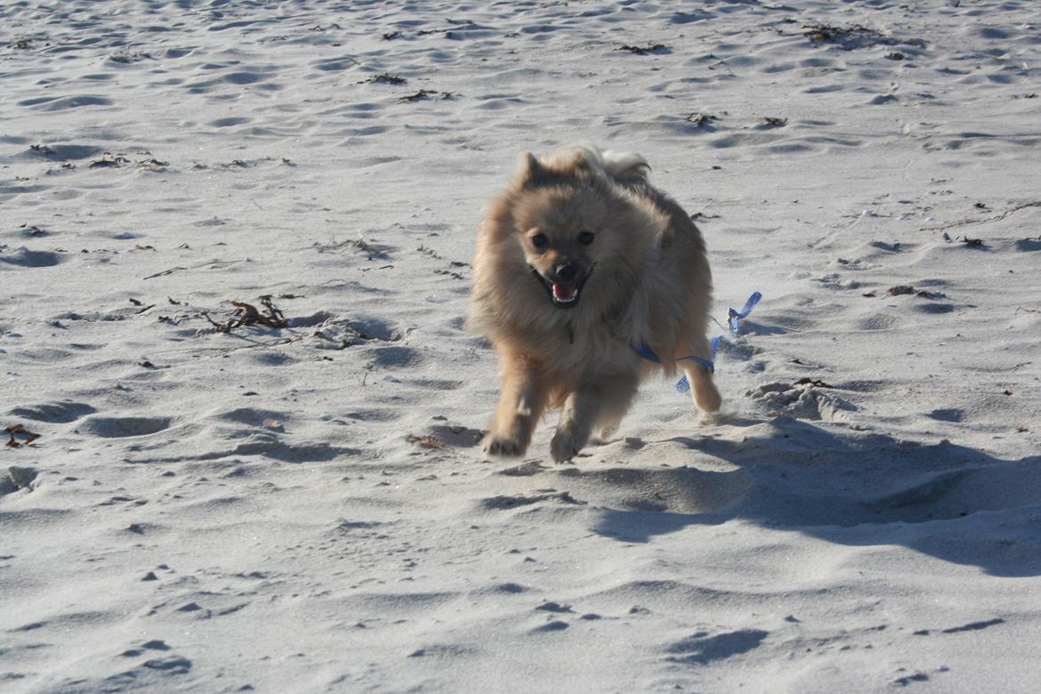Pomeranian Bailey - 7 mdr. gammel  billede 17