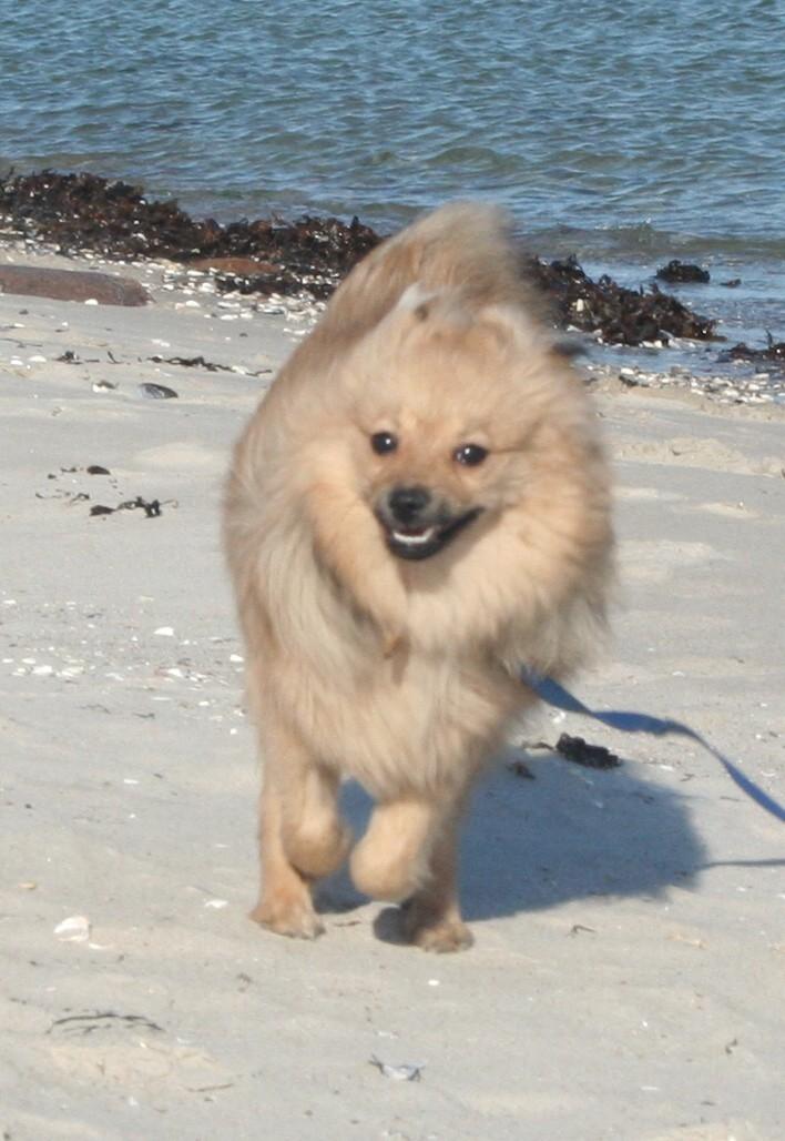 Pomeranian Bailey - 7 mdr. 1.marts 2012 billede 18