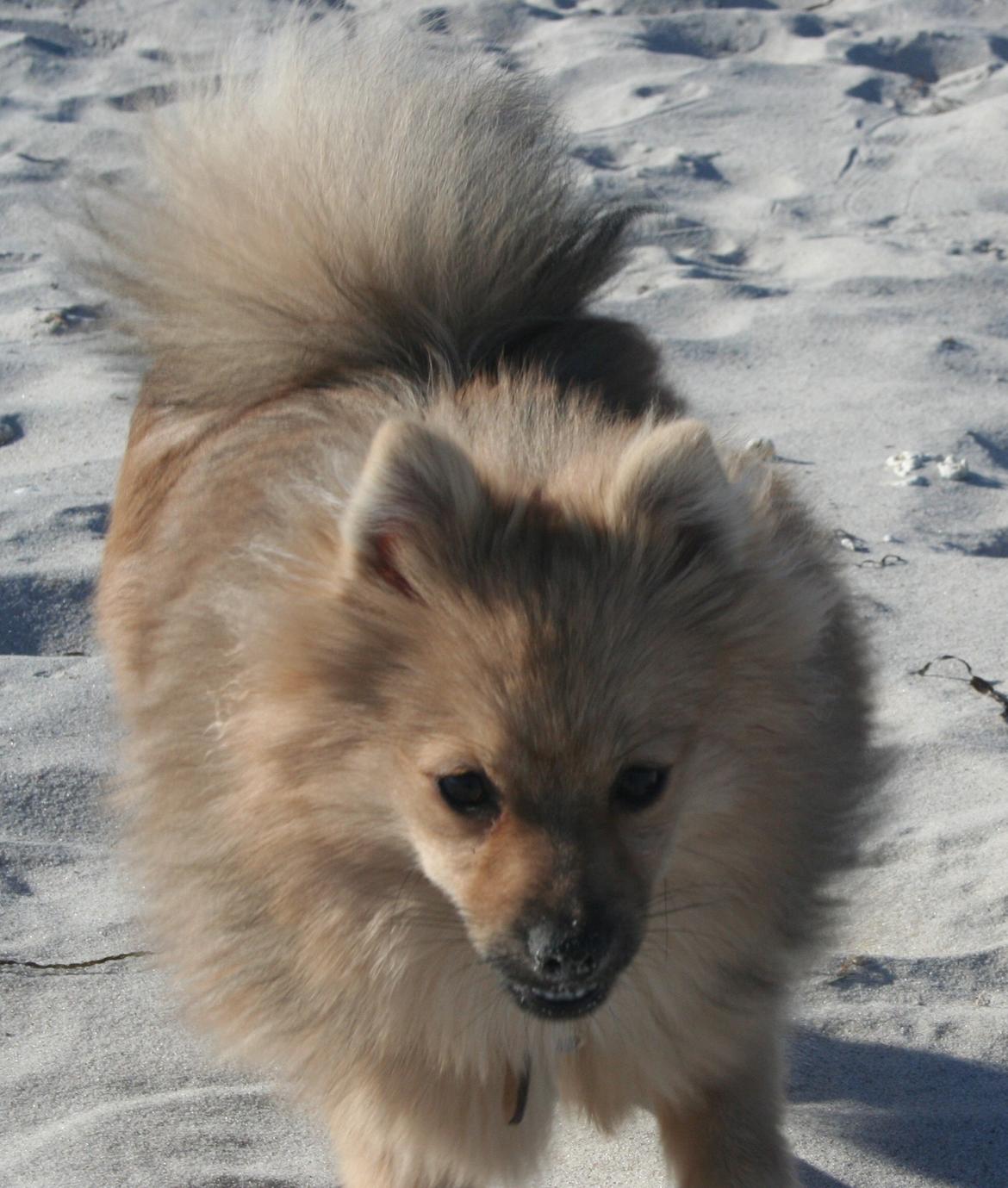Pomeranian Bailey billede 19