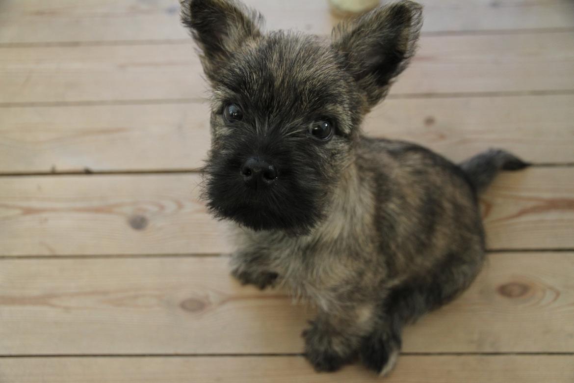 Cairn terrier Tofthus' Xaron (Murphy) - Det er nemt at fange Murphys opmærksomhed, når der hænger en spændende rem ned fra kameraet :) billede 1