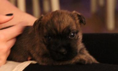 Cairn terrier Tofthus' Xaron (Murphy) - Kun 3-4 uger gammel, første gang vi så ham efter at have fundet ud af at det var ham vi skulle have. billede 2