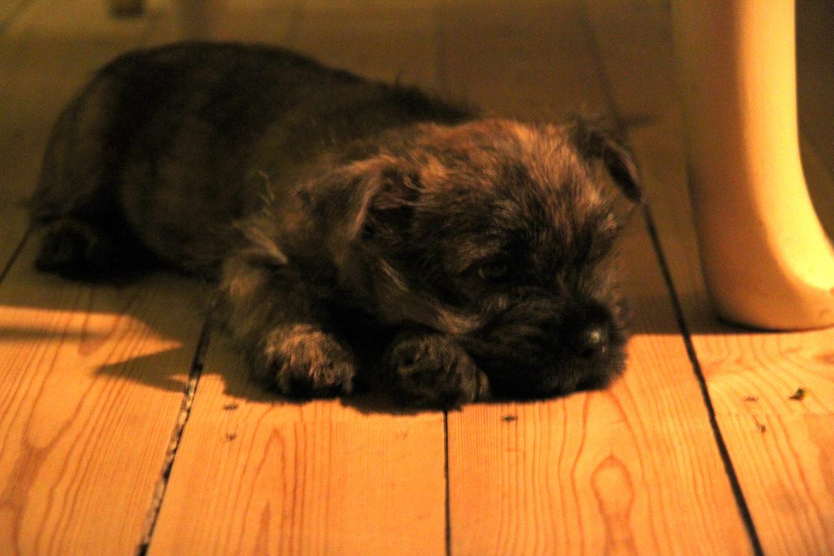 Cairn terrier Tofthus' Xaron (Murphy) - Få timer efter vi hentede ham - det tog han ret afslappet :) billede 3