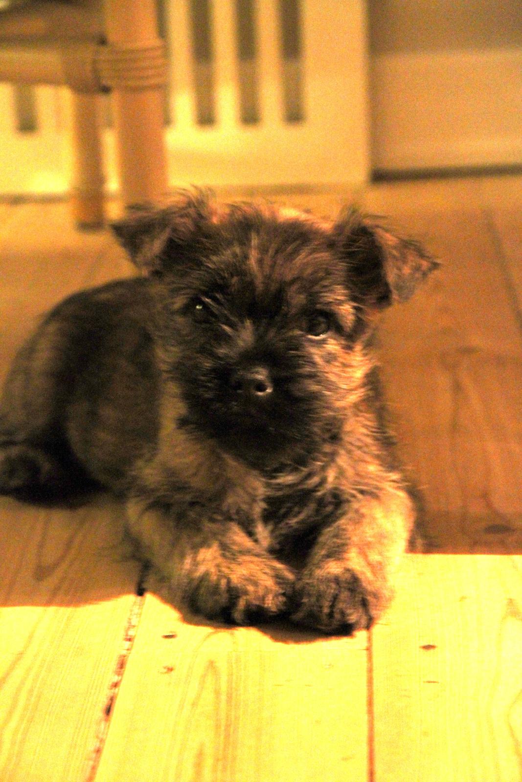 Cairn terrier Tofthus' Xaron (Murphy) billede 4
