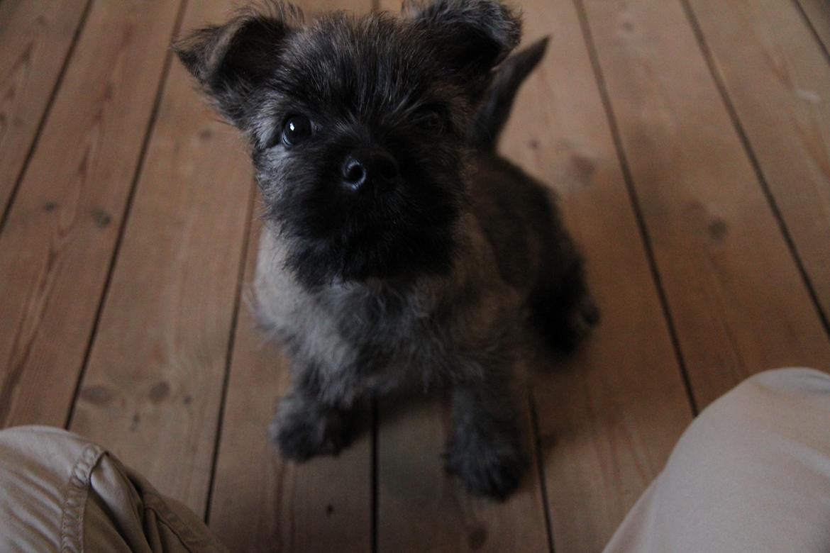 Cairn terrier Tofthus' Xaron (Murphy) billede 10