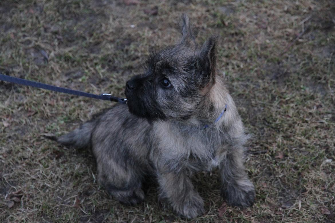 Cairn terrier Tofthus' Xaron (Murphy) billede 11