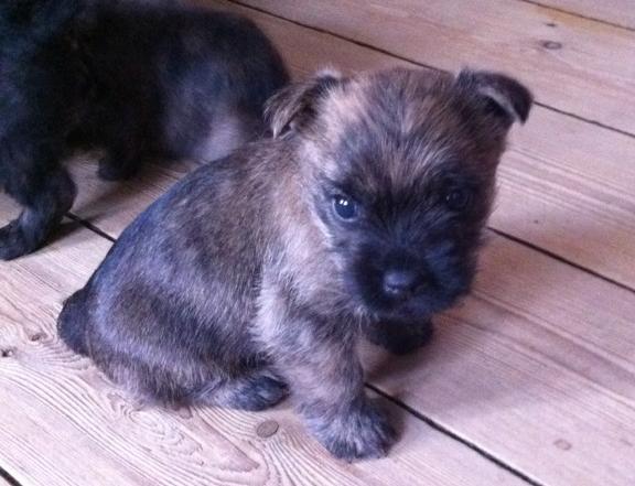 Cairn terrier Tofthus' Xaron (Murphy) - Et billede vi fik tilsendt, inden han blev gammel nok til at vi kunne få ham hjem :) billede 12