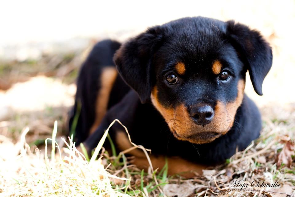 Rottweiler Emma billede 10