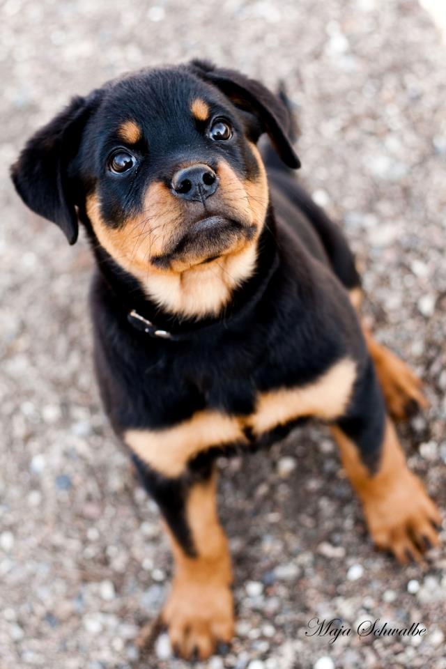 Rottweiler Emma billede 11