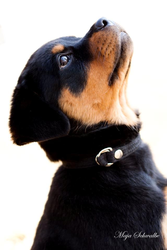 Rottweiler Emma billede 13