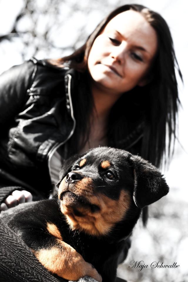 Rottweiler Emma billede 14